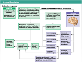 Central regulation of GFR: RAAS and neural responses flowchart