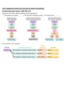 cAMP, IP3, and DAG signaling pathways