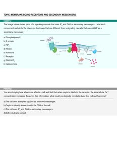 Labeling signaling cascade components