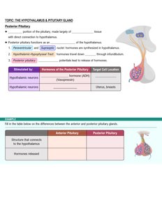 Posterior pituitary hormones and targets
