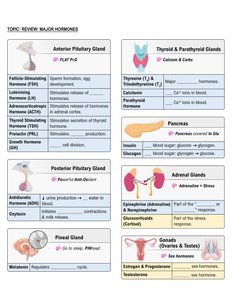 Major endocrine glands and hormones summary