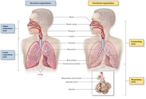 General anatomy and organization of the respiratory system
