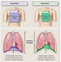 Thoracic cavity dimensional changes: vertical changes