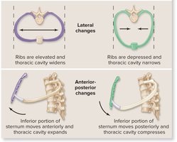 Thoracic cavity dimensional changes: lateral and anterior-posterior changes
