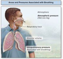 Areas and pressures associated with breathing