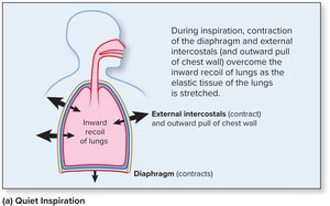 Mechanics of quiet inspiration (diagram)