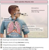 Mechanics of quiet expiration