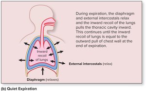 Mechanics of quiet expiration (diagram)