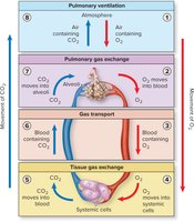 Overview of respiration: pulmonary ventilation, gas exchange, transport, and tissue exchange