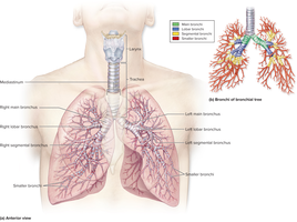 Anatomy of the bronchial tree