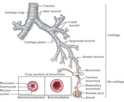 Changes in wall structure of the bronchial tree and cross-sections of bronchioles