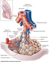Bronchioles and alveoli of the lung