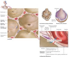 Alveoli, surfactant, and the respiratory membrane
