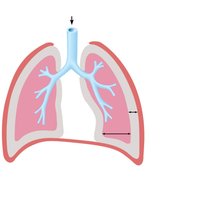 Intrapulmonary and intrapleural pressure relationships