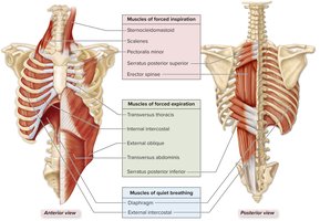 Muscles of breathing: quiet and forced inspiration/expiration