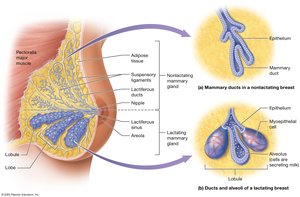 Internal anatomy of the female breast