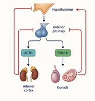Hypothalamic-pituitary-adrenal and gonadal axis diagram