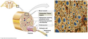 Peripheral nerve structure and connective tissue layers
