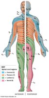 Dermatomes: anterior and posterior distribution