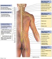 Nerve plexuses and peripheral nerves