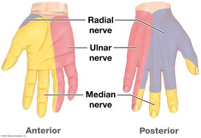 Sensory innervation of the hand by brachial plexus nerves