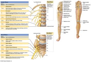 Nerves of the lumbar and sacral plexuses