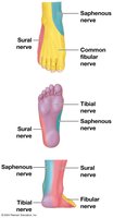 Sensory innervation of the foot