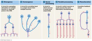 Patterns of neural circuits in neuronal pools