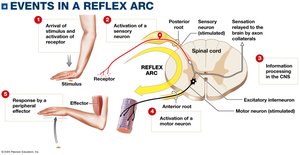 Events in a reflex arc
