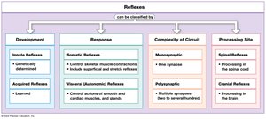 Classification of reflexes