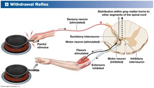 Withdrawal reflex pathway