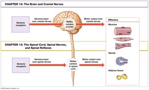 Overview of brain and spinal cord reflex pathways