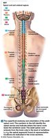 Superficial anatomy and orientation of the adult spinal cord