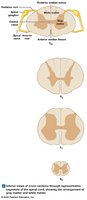 Cross sections showing gray and white matter arrangement