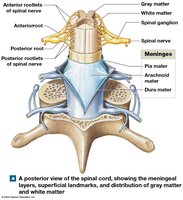 Posterior view of spinal cord and meningeal layers