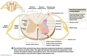 Sectional organization of the spinal cord, gray and white matter