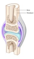 Structure of a synovial joint