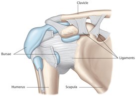 Anatomy of the shoulder joint