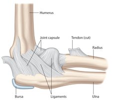Anatomy of the elbow joint