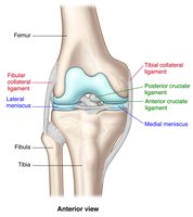 Anatomy of the knee joint