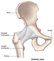 Anatomy of the hip joint