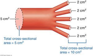 Cross-sectional area of vessels