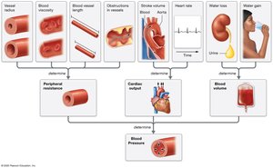Factors determining blood pressure