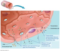 Capillary exchange mechanisms