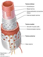 Layers of blood vessel wall