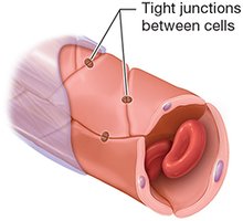 Continuous capillary
