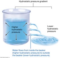 Hydrostatic pressure gradient