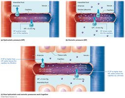 Hydrostatic and osmotic pressures in capillaries