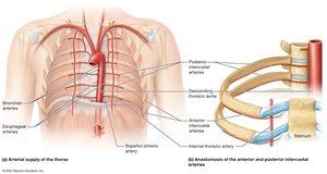 Arteries of the thorax