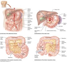 Arteries of the abdomen